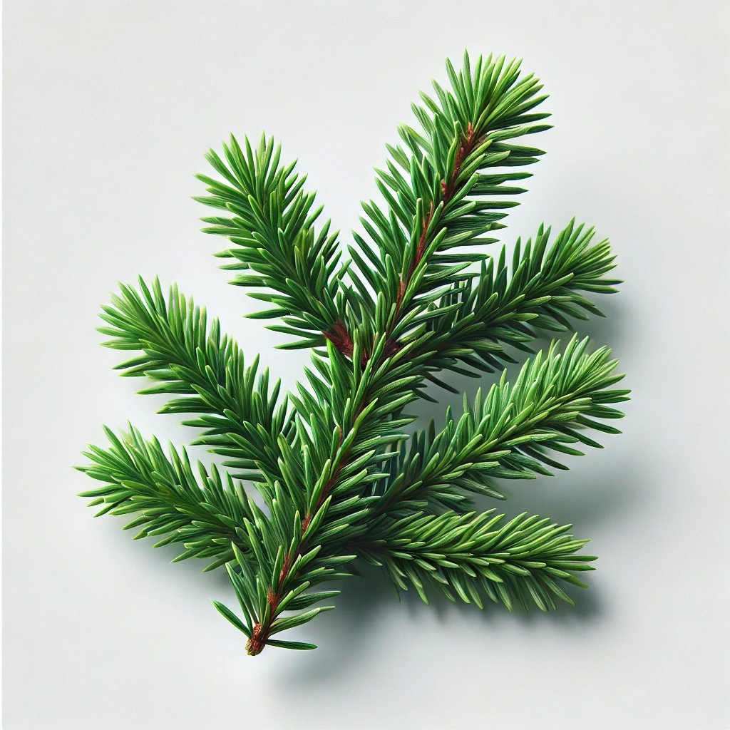 Picture of Fresh Evergreen note