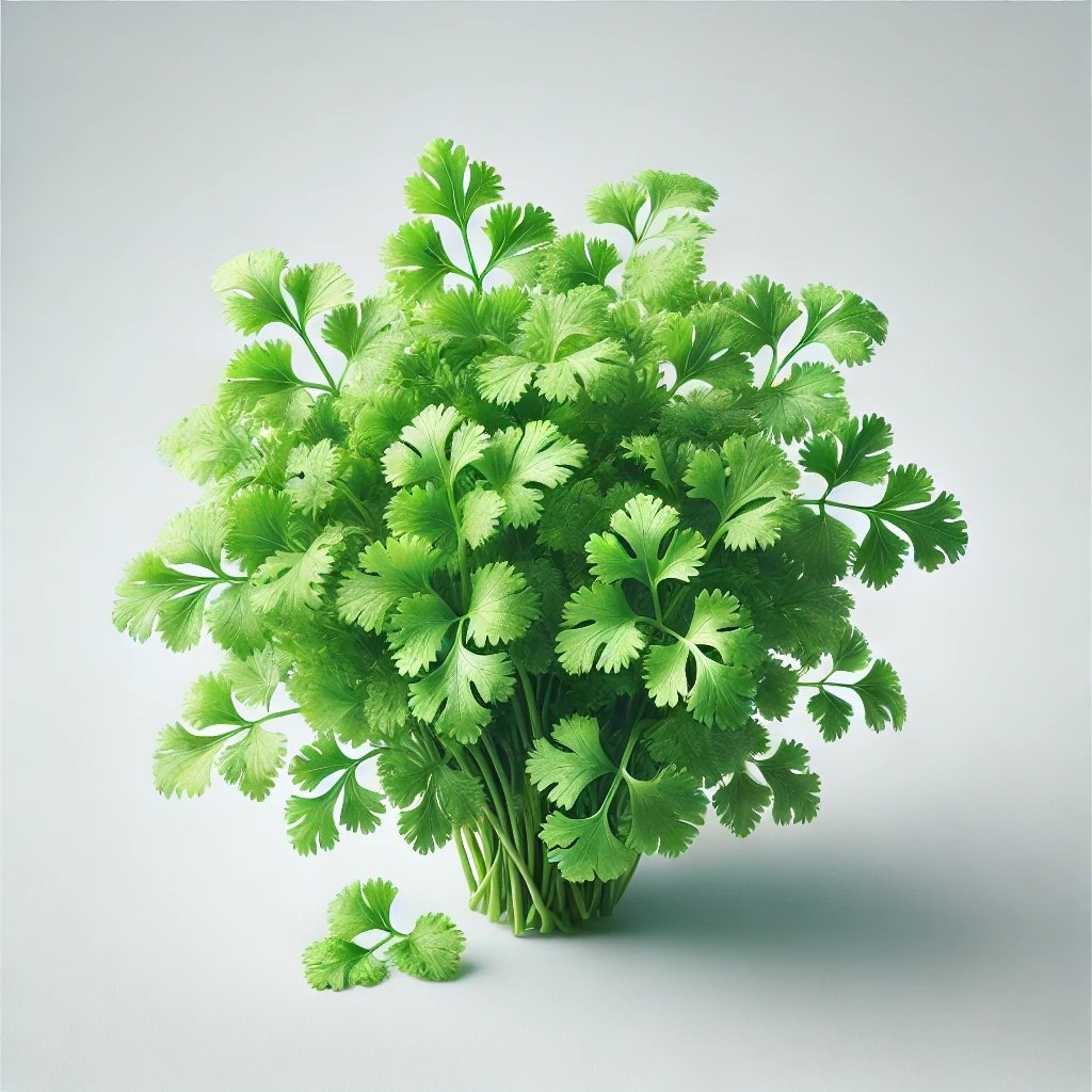 Picture of Cilantro note