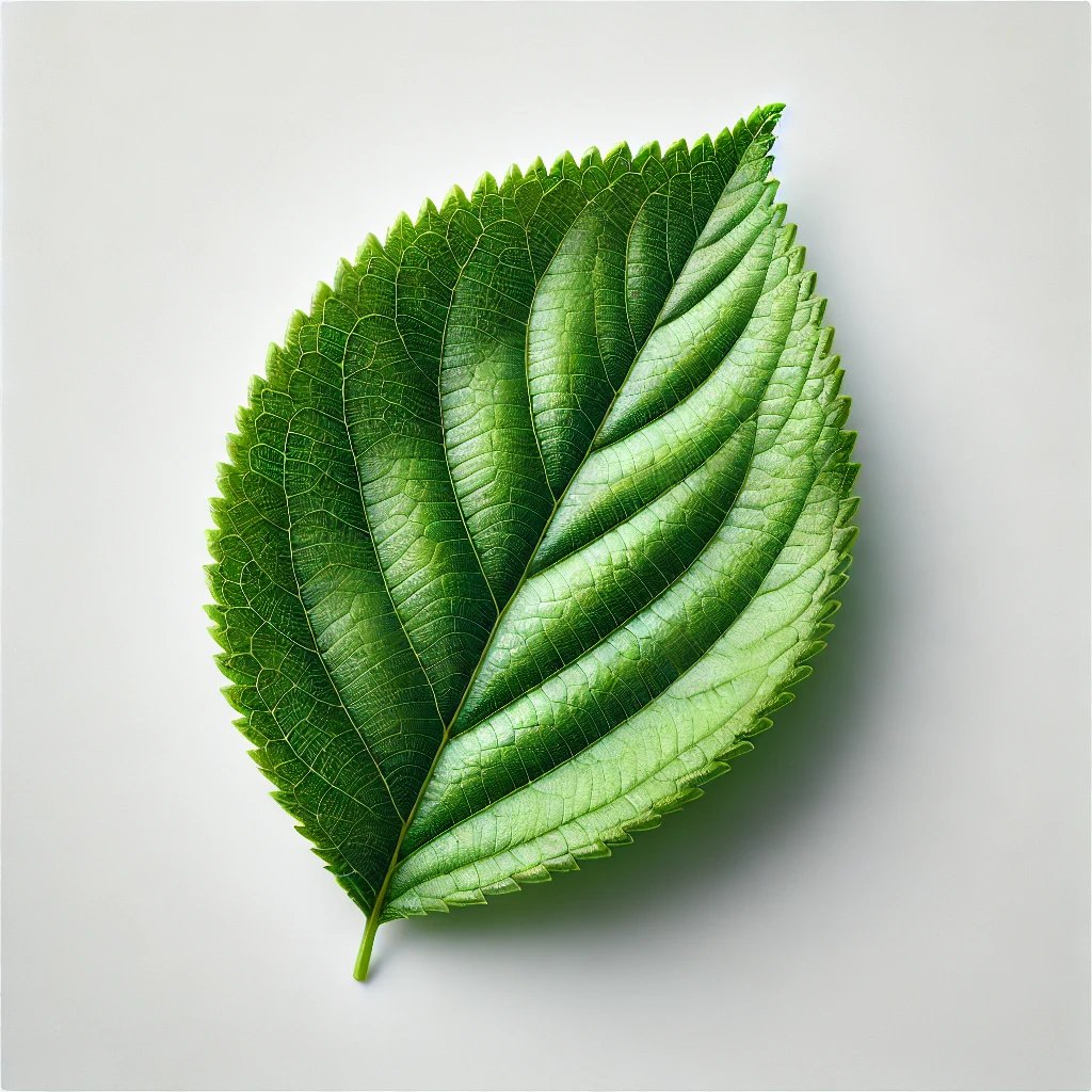 Picture of Cherry Leaf note