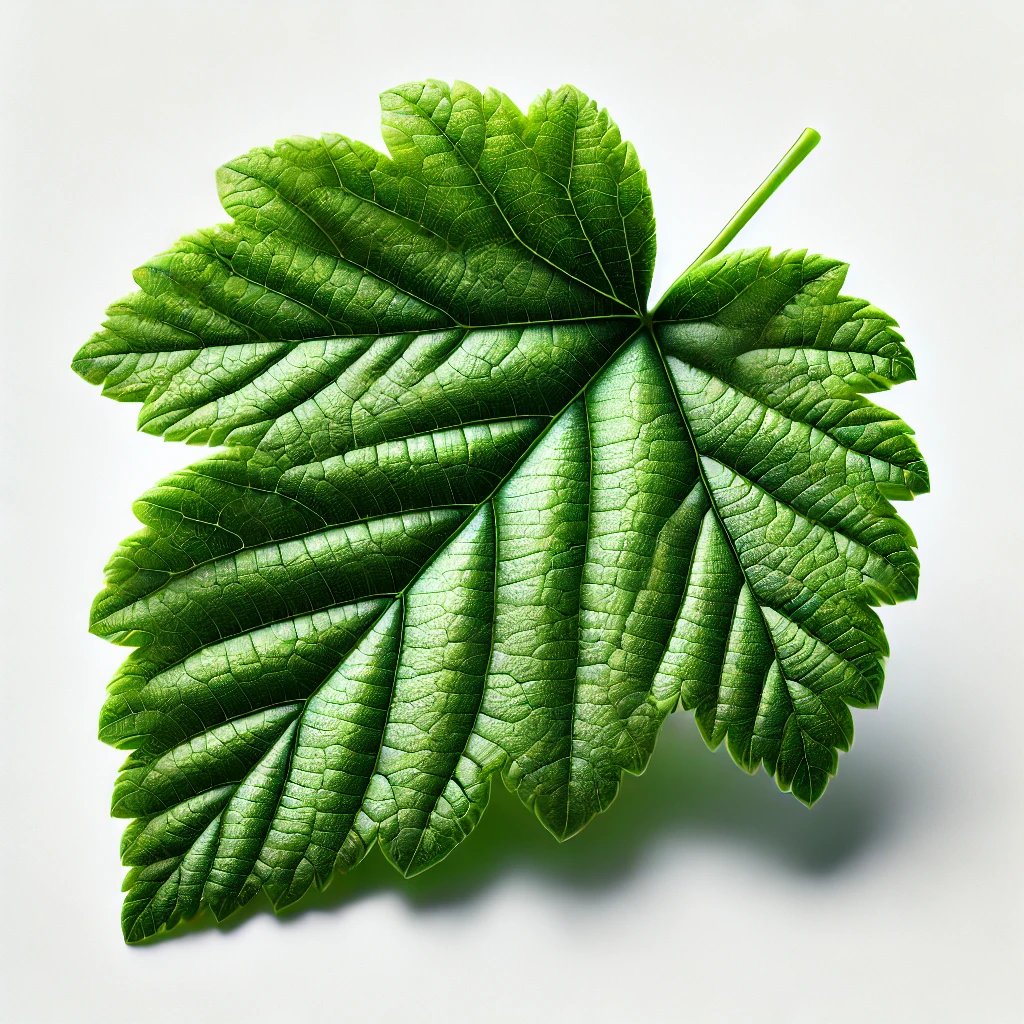 Picture of Black Currant Leaf note