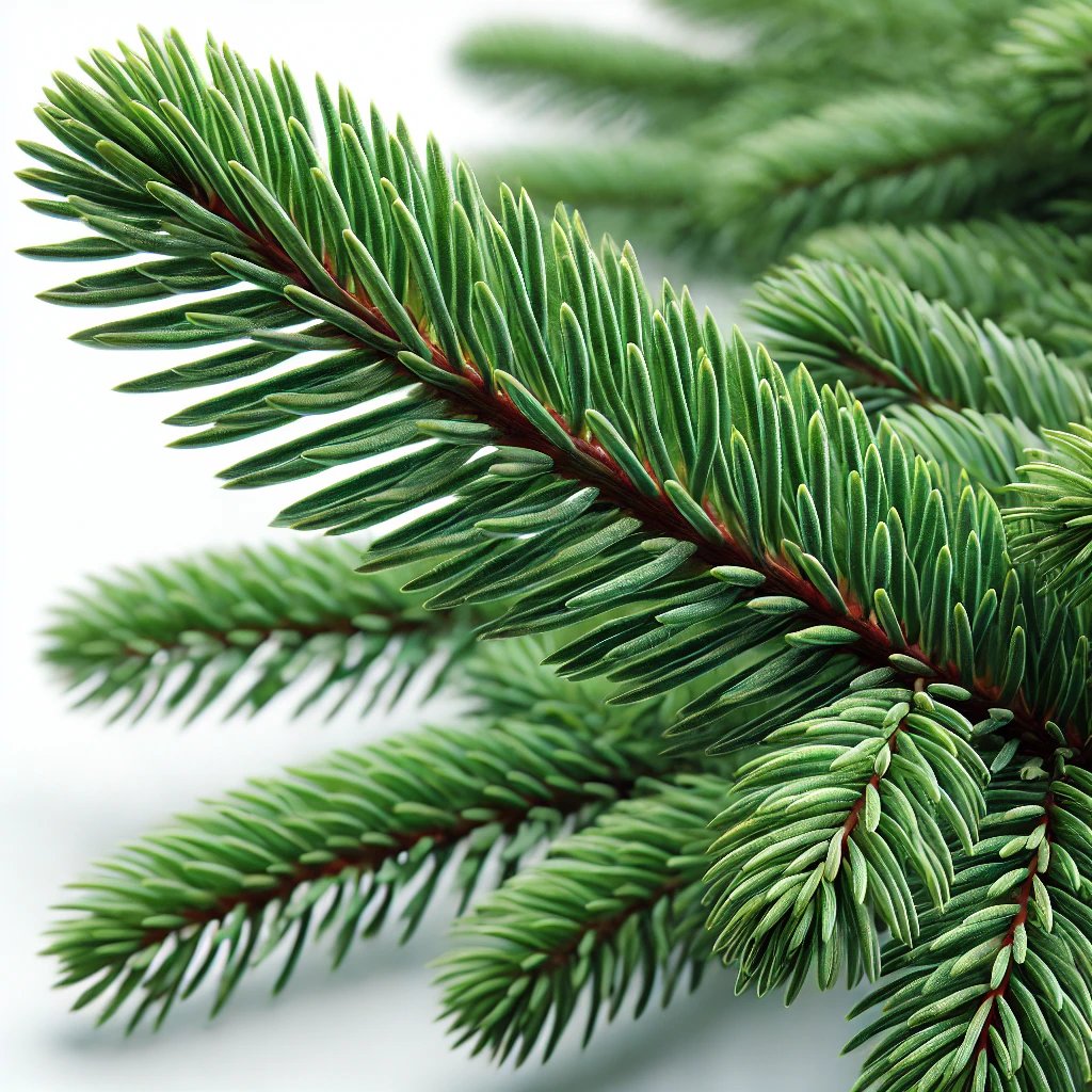 Picture of Conifer note