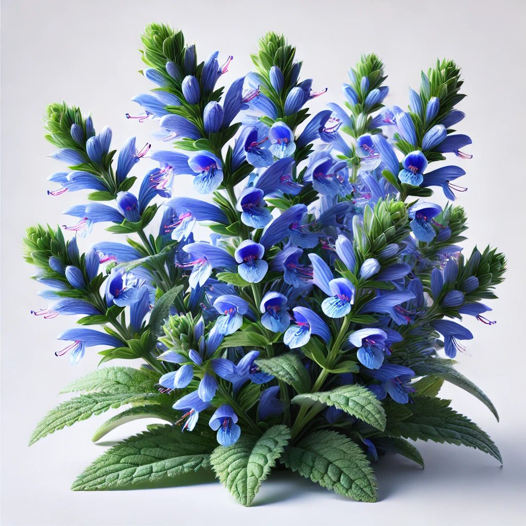 Picture of Blue Bugle note