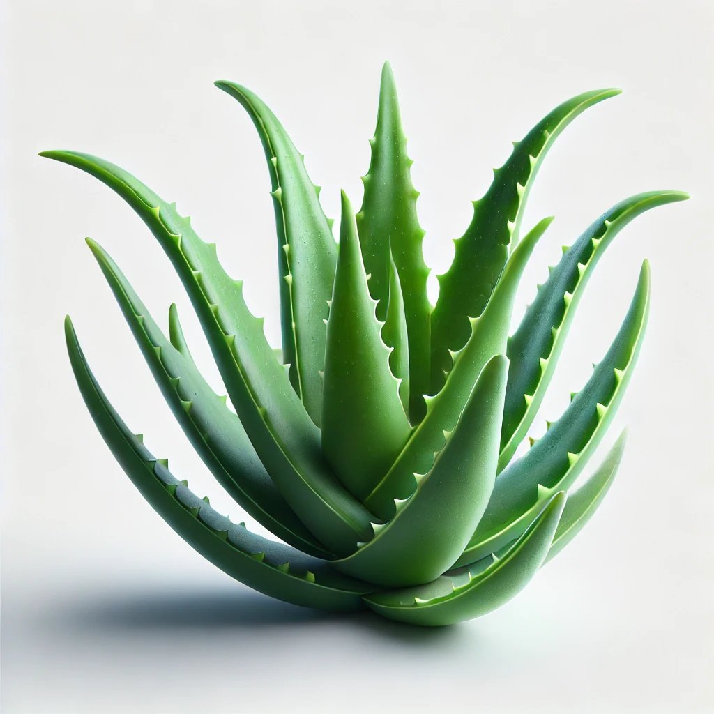 Picture of Aloe Vera note