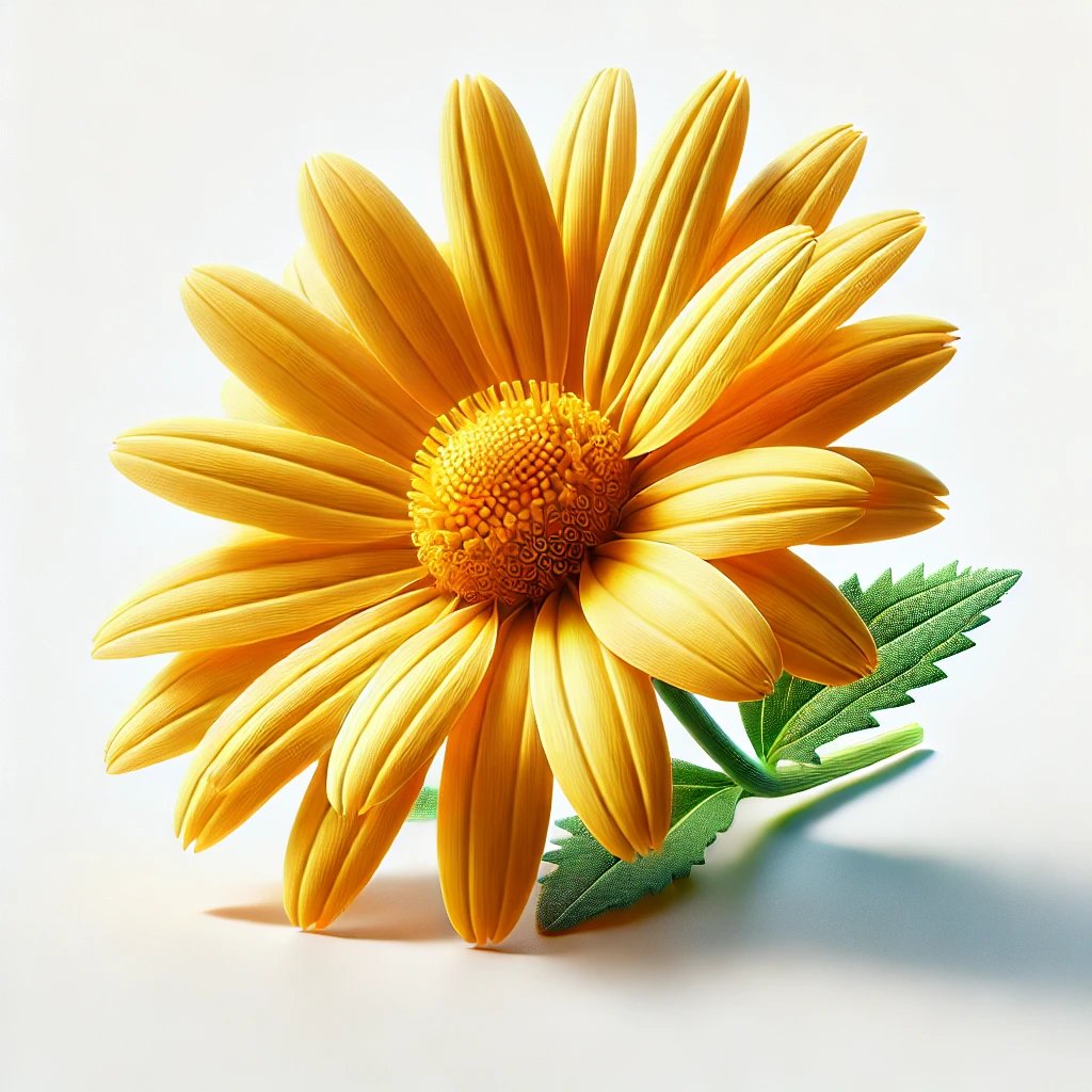 Picture of Arnica note