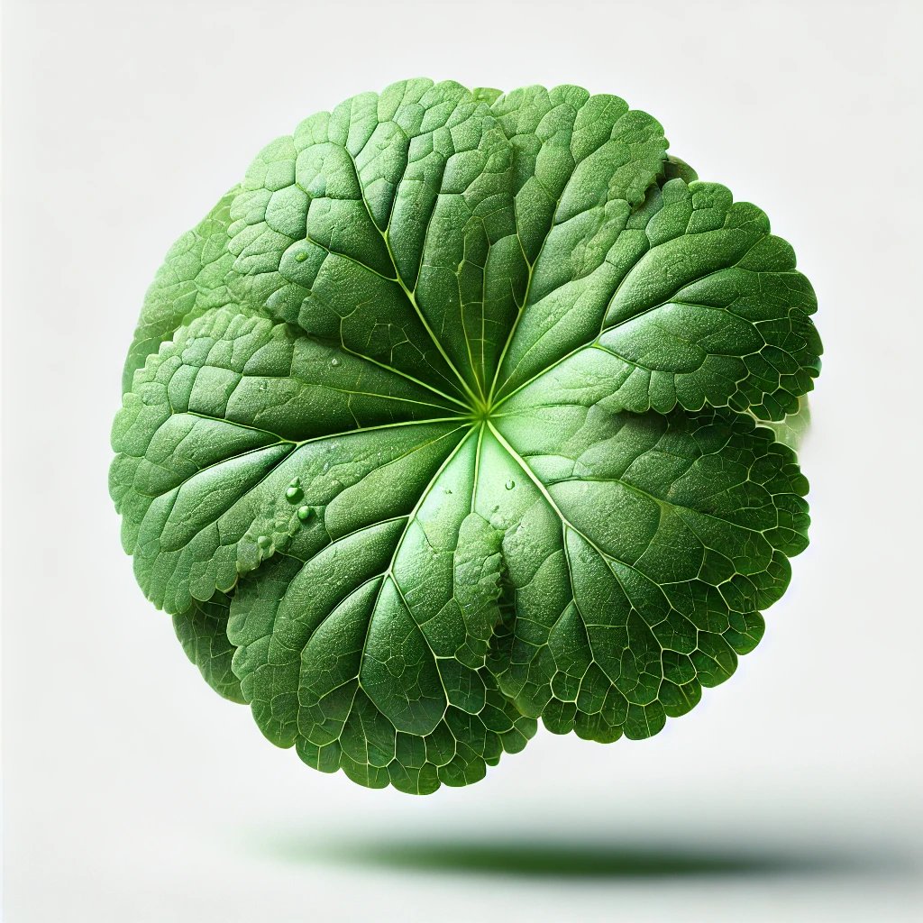 Picture of Centella Asiatica note