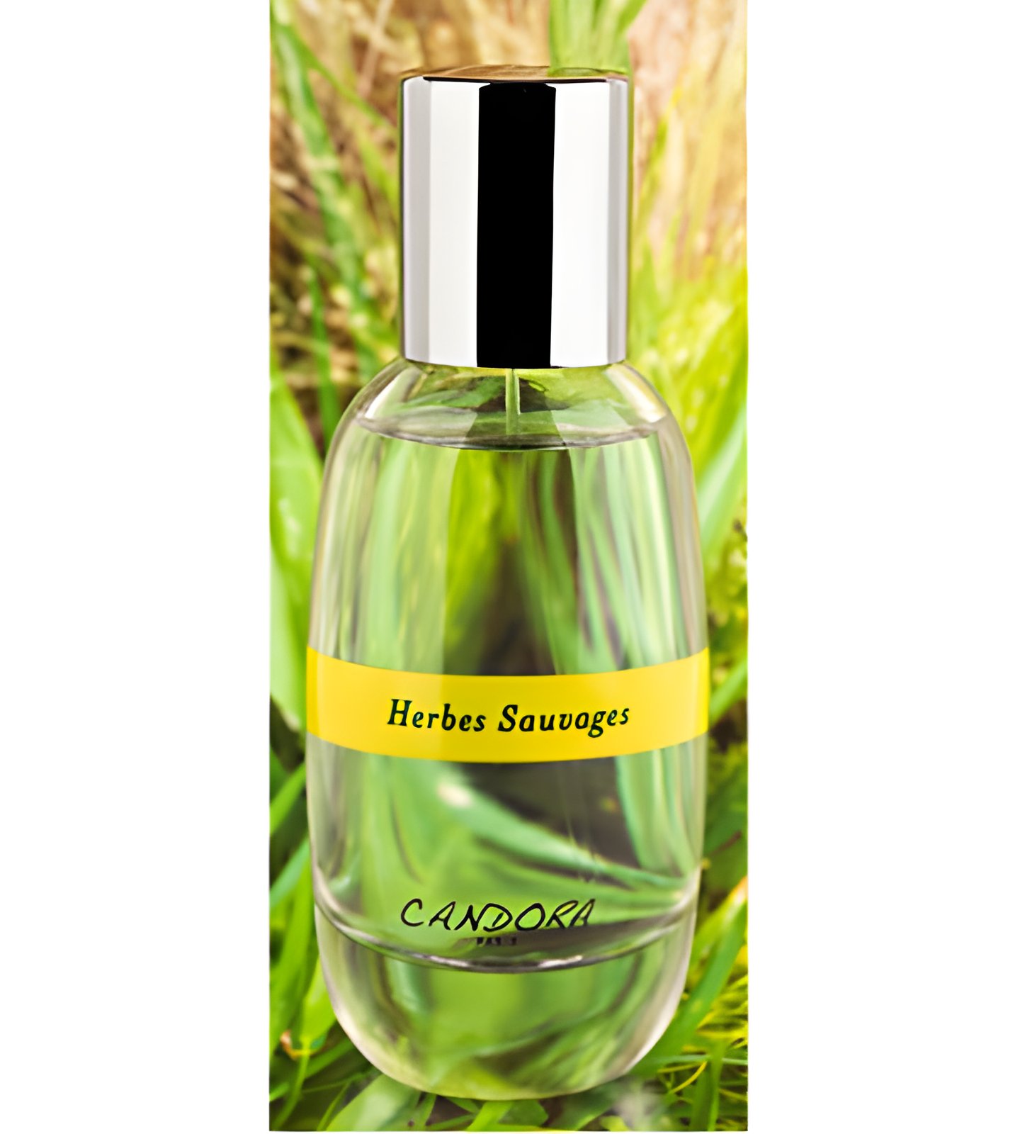 Picture of Herbes Sauvage fragrance