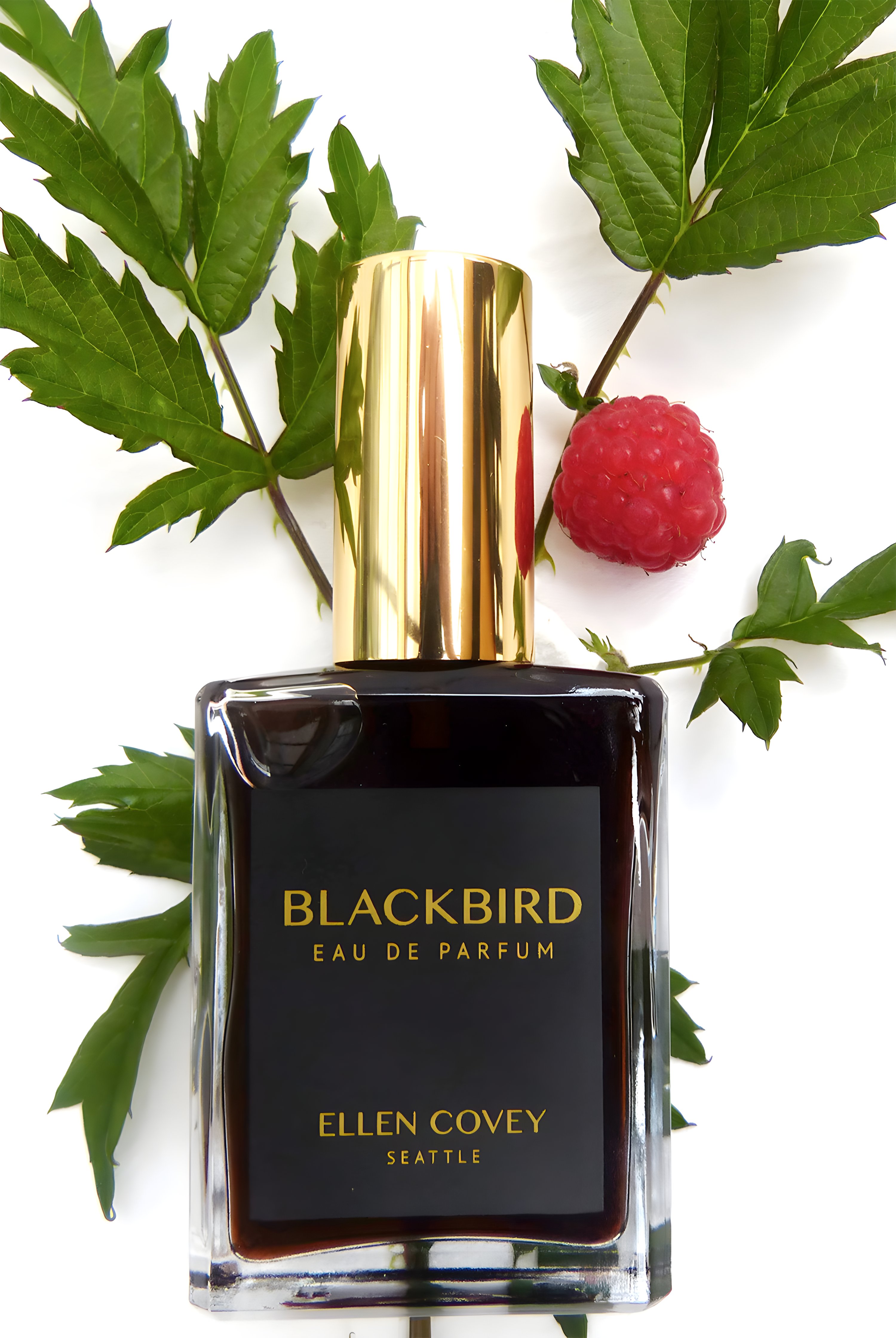 Picture of Blackbird fragrance