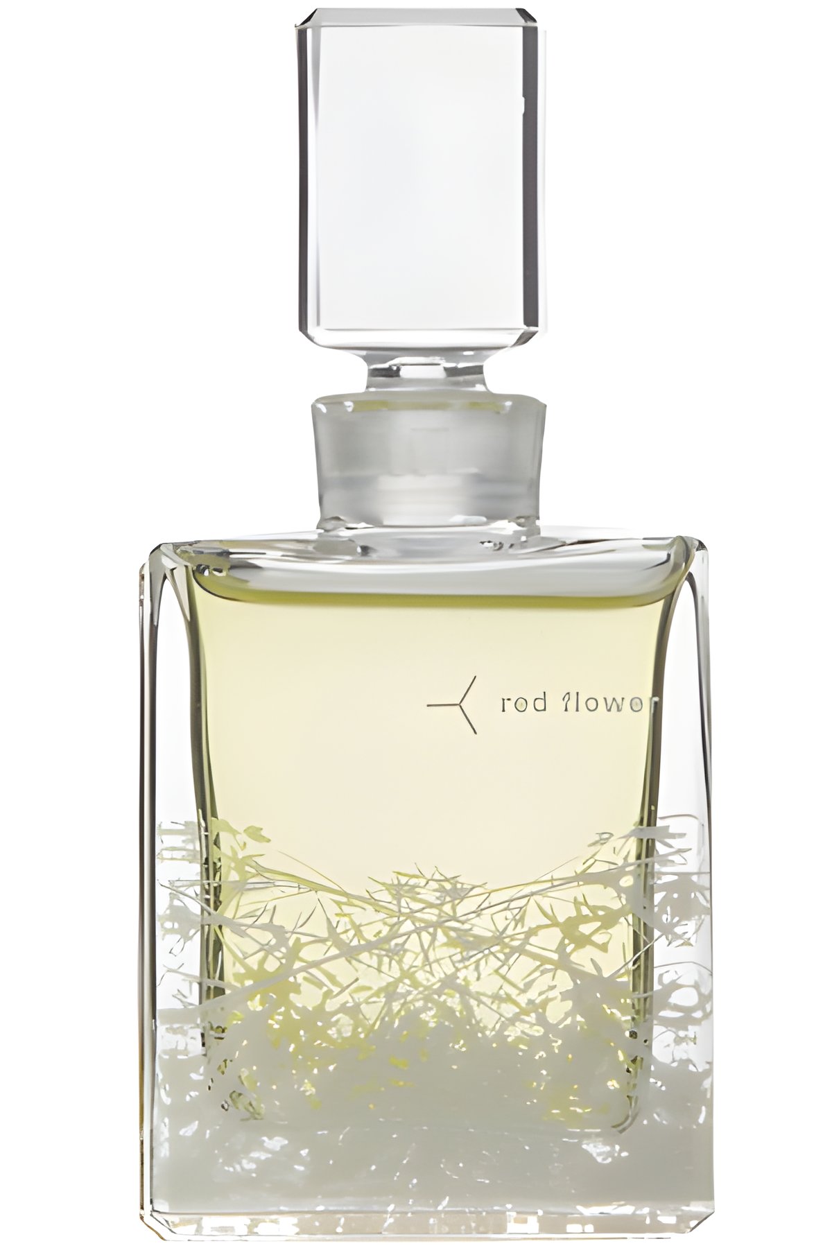 Picture of Ambrette fragrance