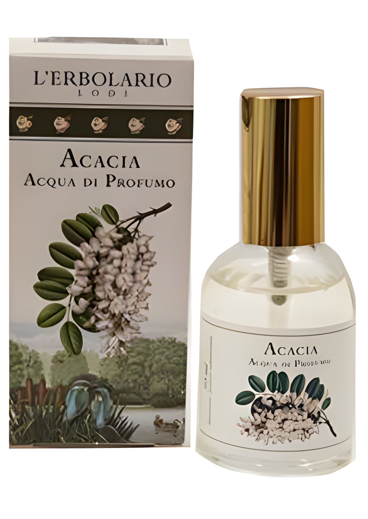 Picture of Acacia fragrance