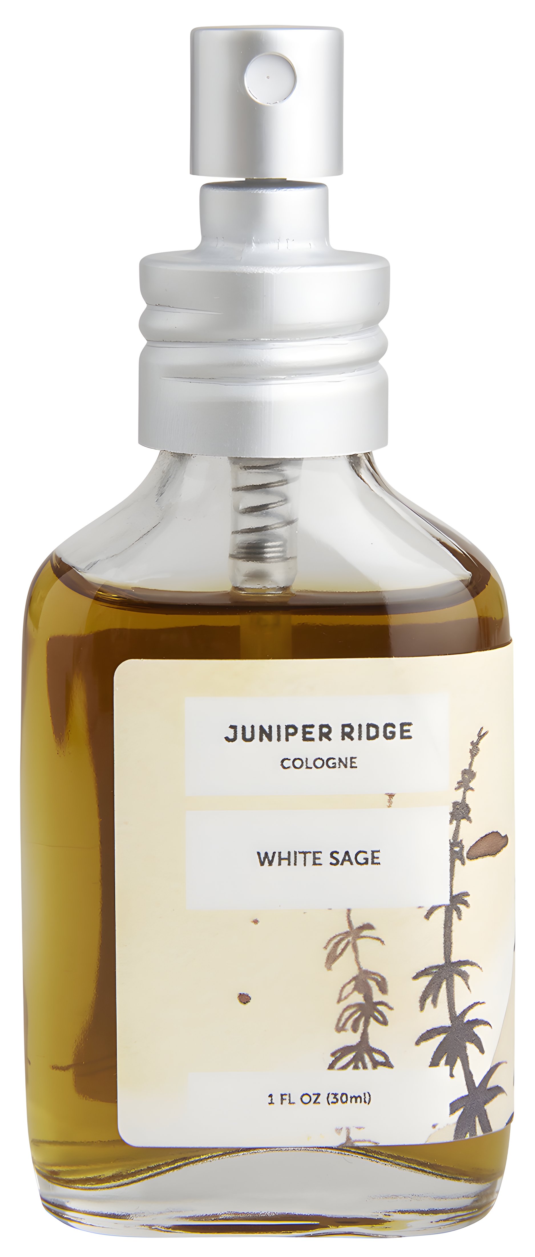 Picture of White Sage Cologne fragrance