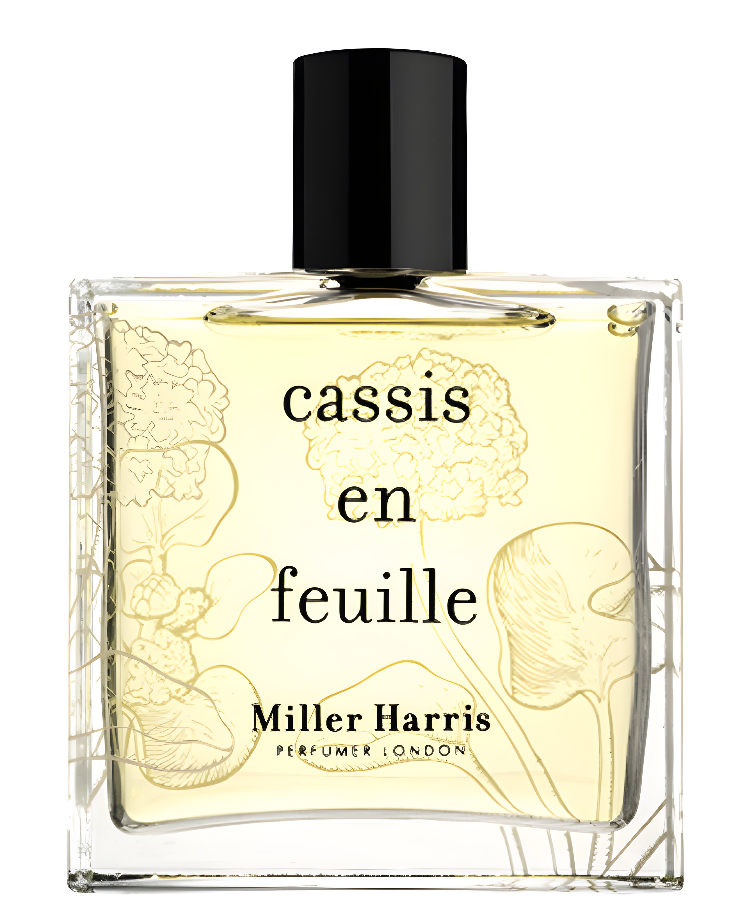 Picture of Cassis en Feuille fragrance