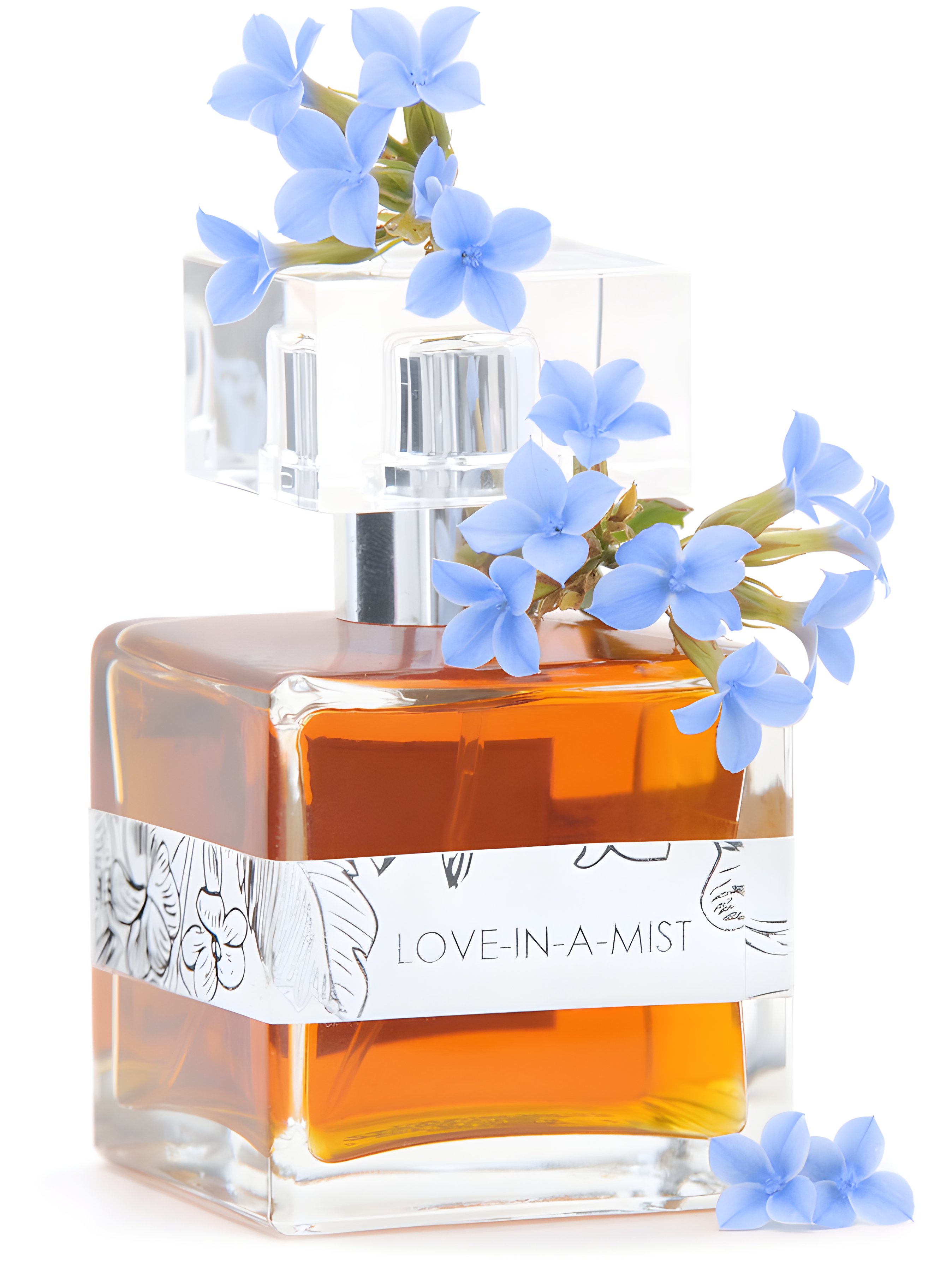 Picture of Love-in-a-Mist fragrance