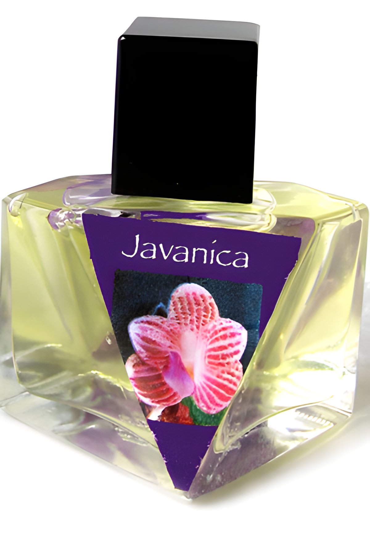 Picture of Javanica fragrance