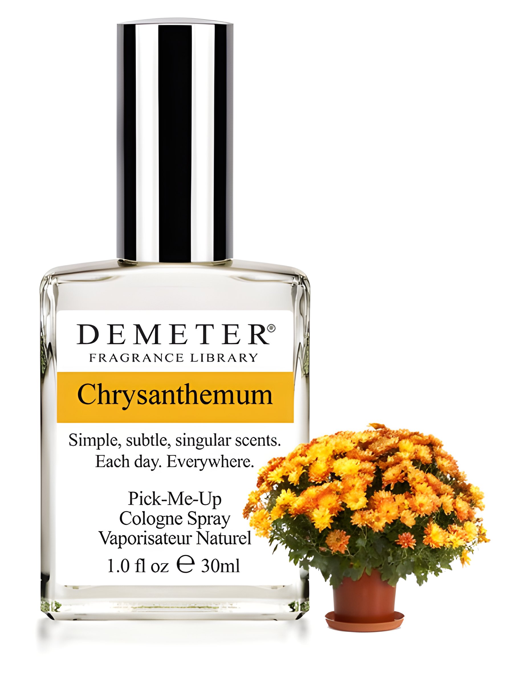 Picture of Chrysanthemum fragrance