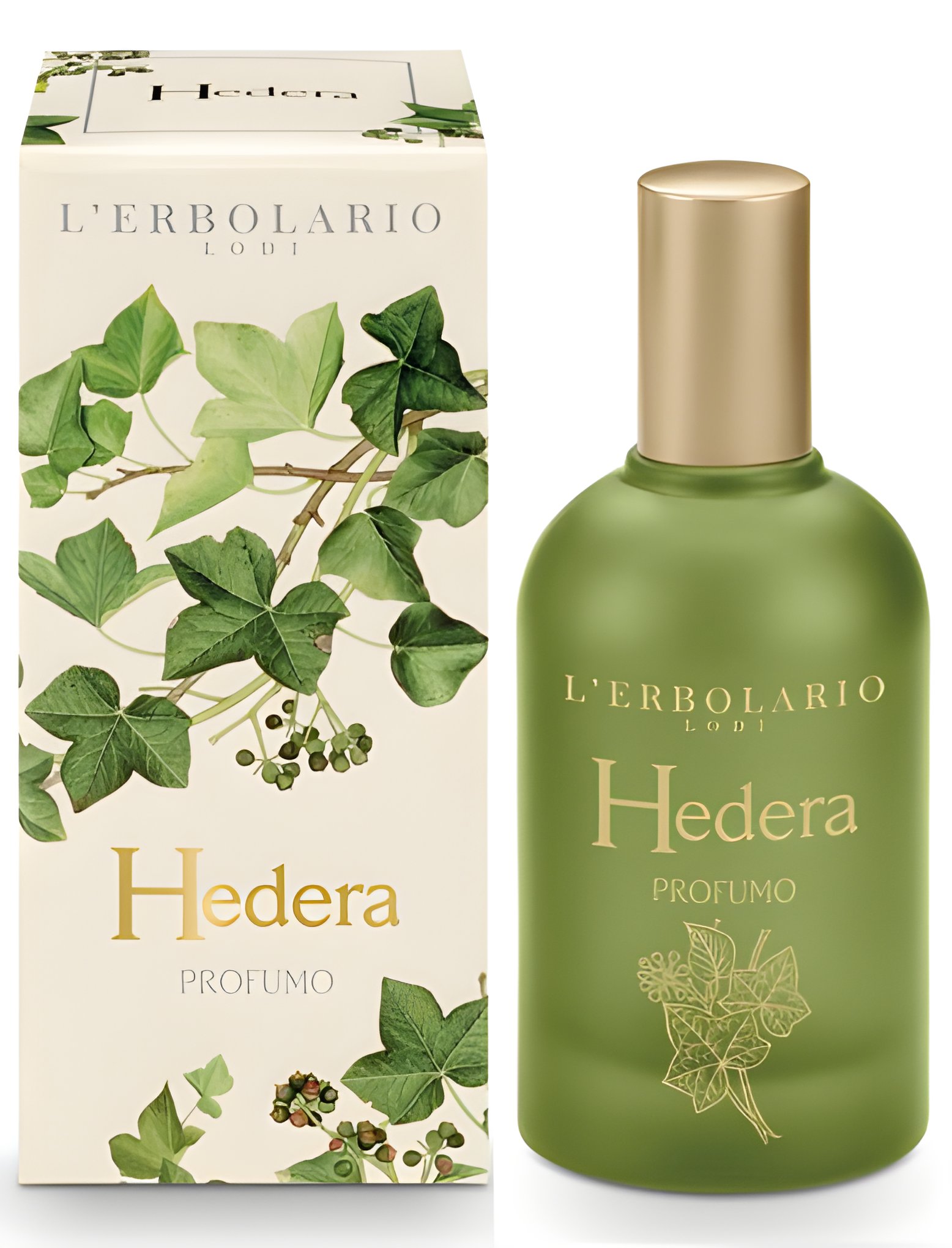 Picture of Hedera fragrance