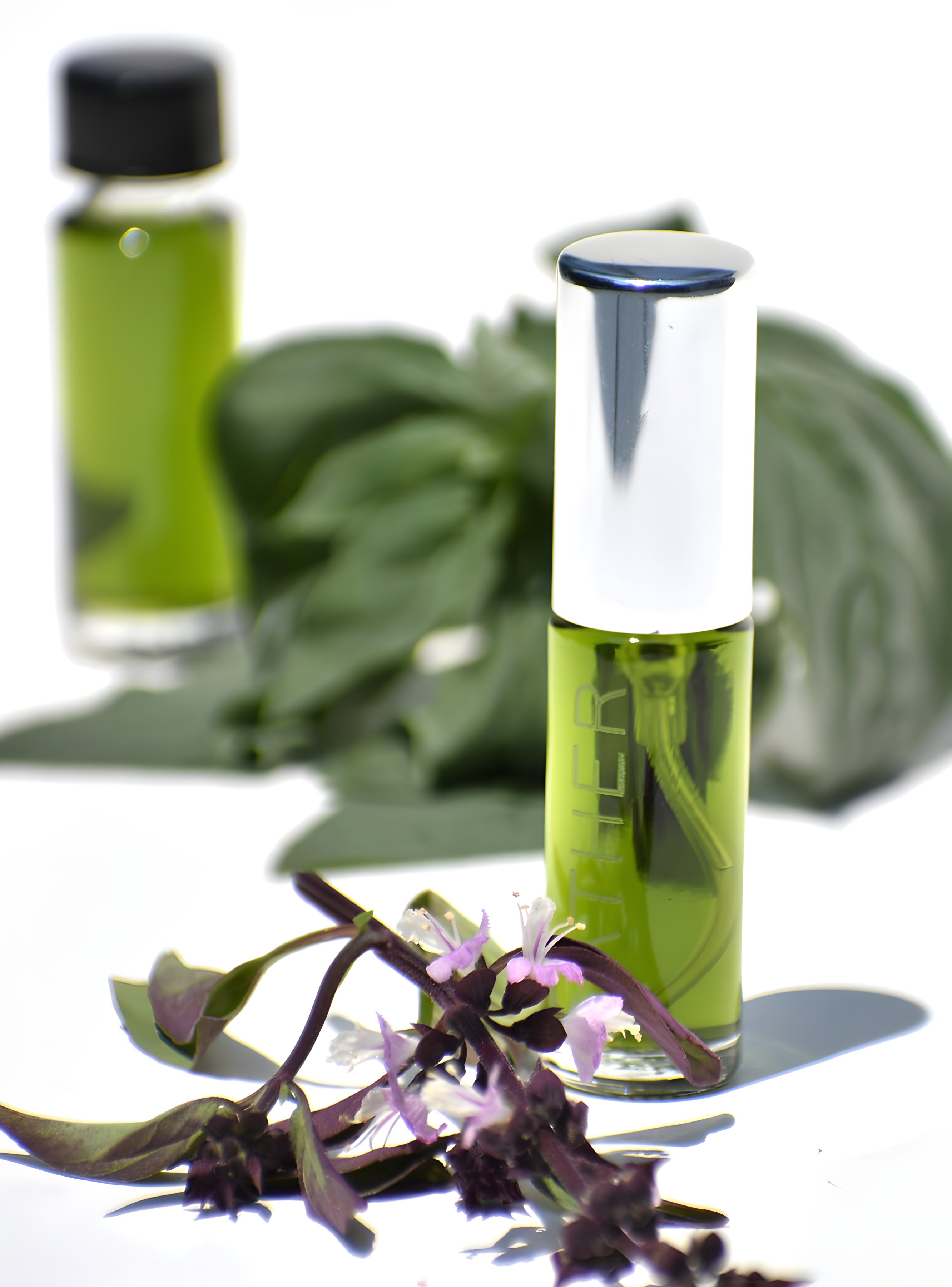 Picture of Basil fragrance