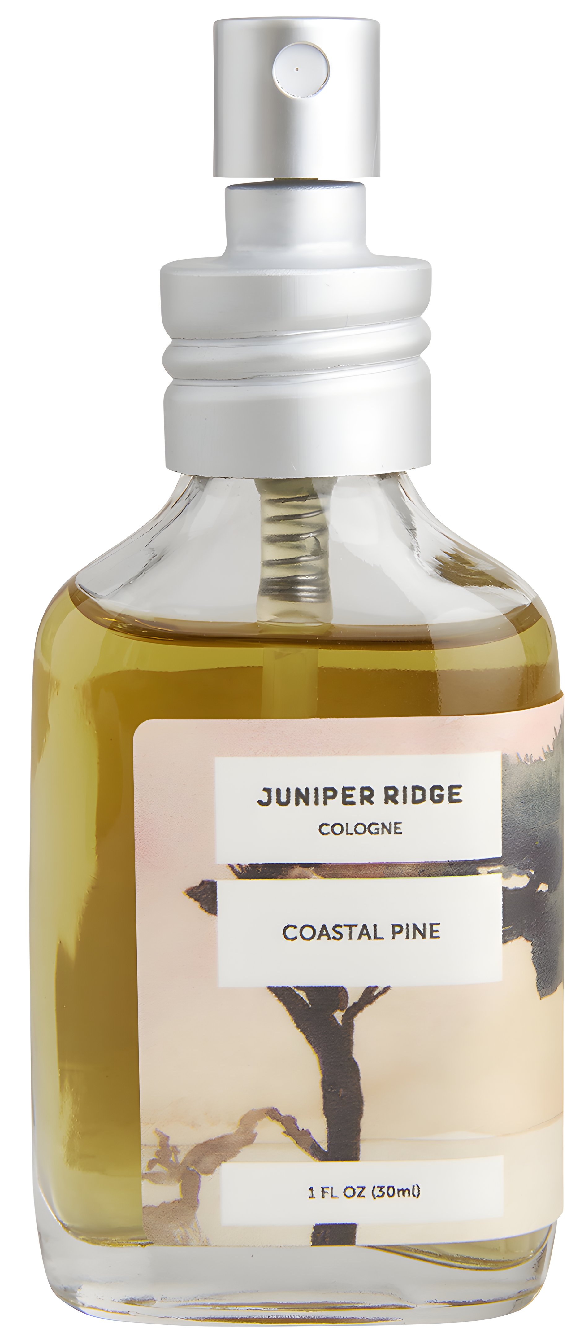 Picture of Coastal Pine Cologne fragrance