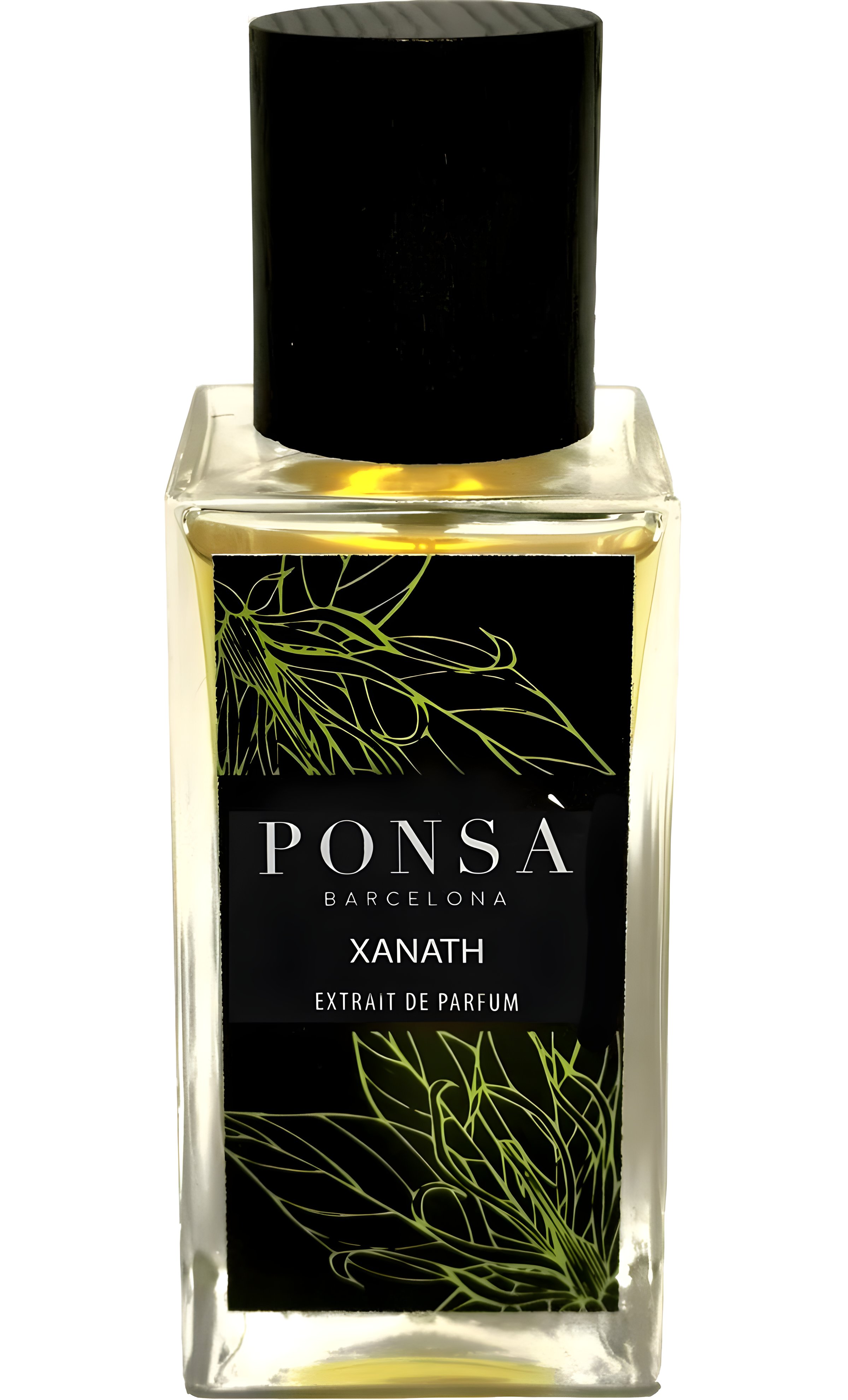 Picture of Xanath fragrance